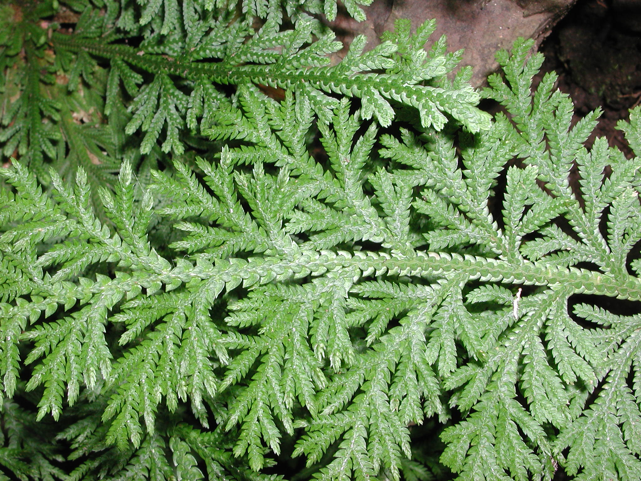 Selaginellaceae Selaginella pallescens